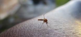What purpose do mosquitoes serve?