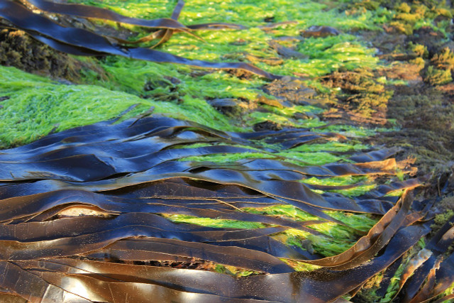Seaweed is the main component of edible water bottles.