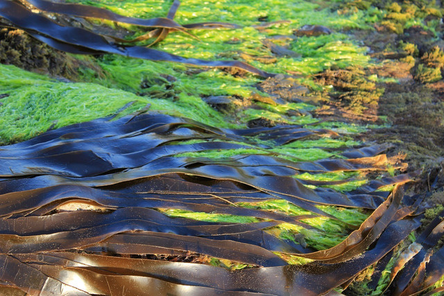 Seaweed is the main component of edible water bottles.