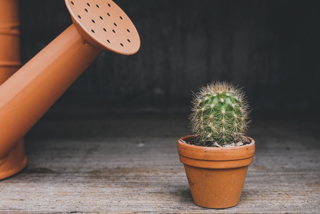 Cacti need very little water and can die quickly if their roots sit in water.