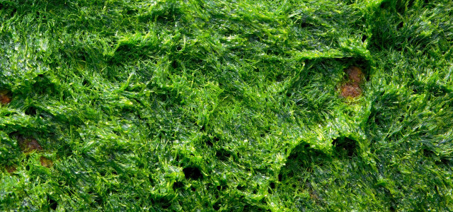 Algae-based bioplastics