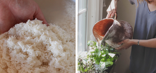 rice water for plants