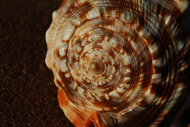 The nautilus exhibits the perfect number.