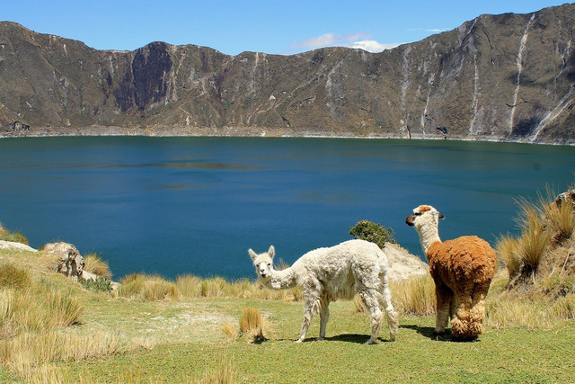 Llamas have served as protectors for sheep herds since the 1980s.