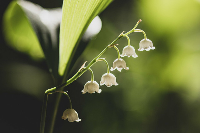 Lily of the valley, a poisonous plant that is commonly mistaken for wild onion or its relatives. It can be distinguished from edible plants by its lack of a distinctive scent and its bell-shaped flowers.