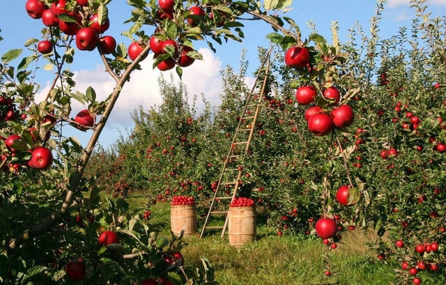 Apple-picking is a classic outdoor date idea that never gets old.