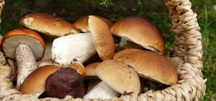 foraging mushrooms