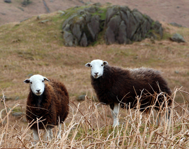 Wool is both a hydrophobic and hydrophilic fiber, therefore cleaning with water should be done with great care, if at all.