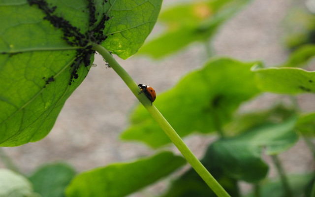 hot to get rid of aphids using predators