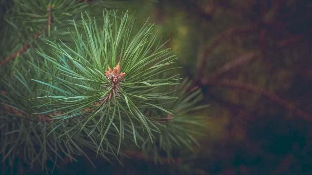 pine tree needles