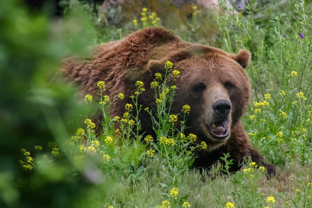 Grizzlies are formidable creatures, often weighing more than 800 lbs.