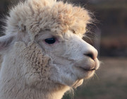 why do llamas spit
