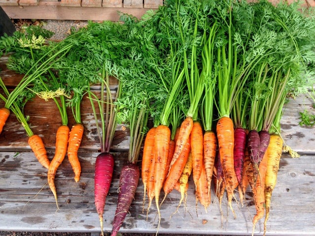 Carrots help to soften the soil which is beneficial for tomatoes. 