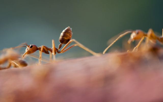ants are useful but you might still need natural ant repellents