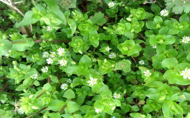 chickweed you can eat 