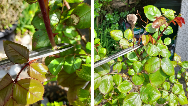 Cut above the five-leaf-formation to deadhead roses.