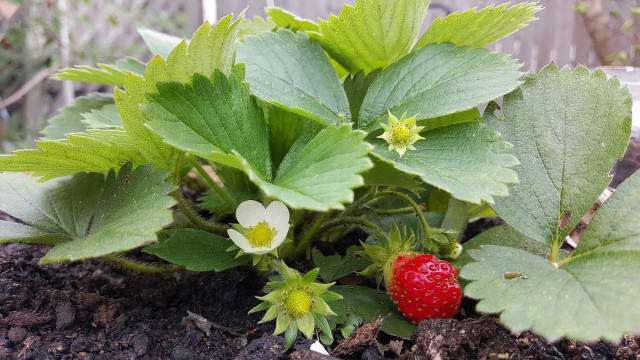 fertilize strawberries