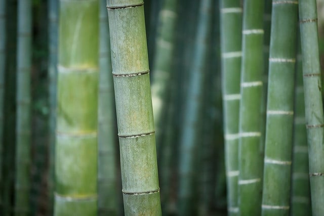 Other natural fibers, like bamboo, are sustainable material choices for clothing.