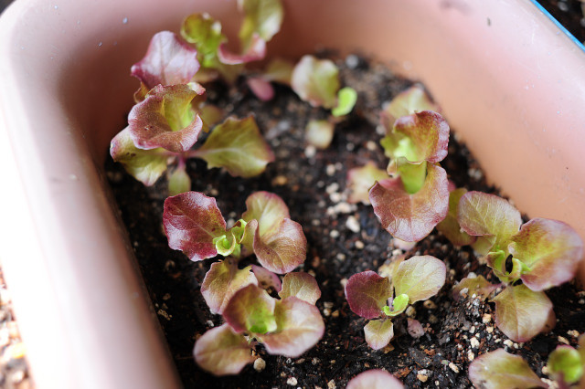 Many lettuce varieties are small enough to be able to grow in pots.