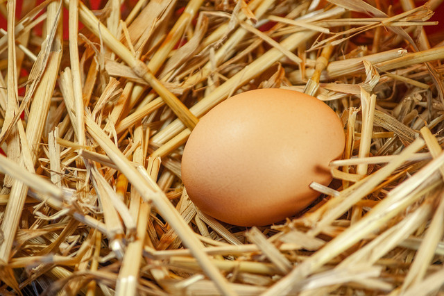 If farm fresh eggs are free from dirt and debris, they don't need to be washed.