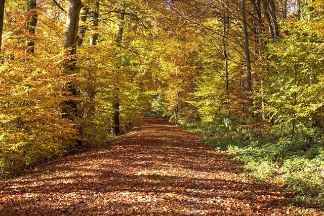 Fall Autumn Trees