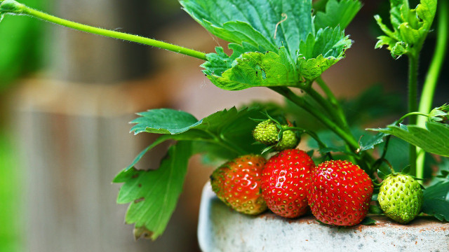 How to grow strawberries indoors