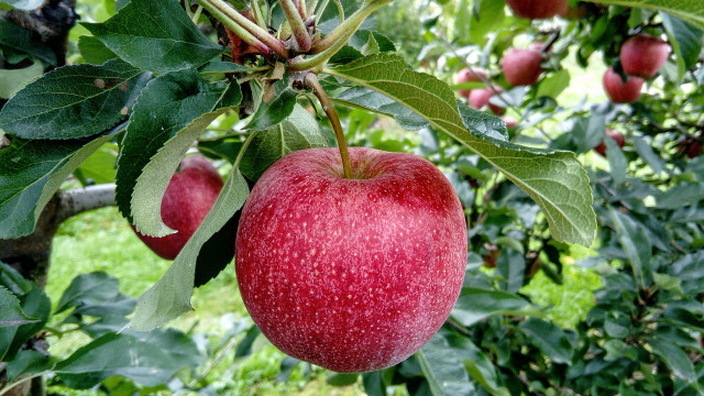 Wondering when to prune apple trees? You can do it in any season but fall. 