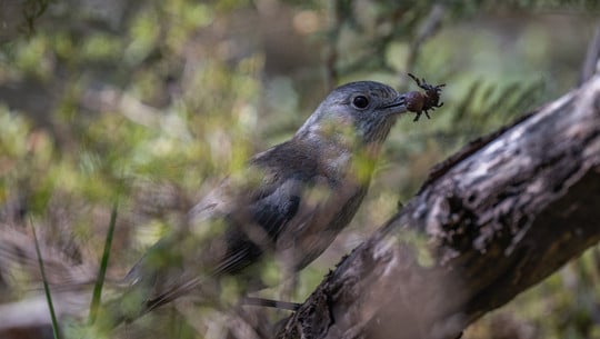 birds that eat spiders