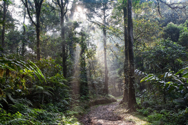 Tropical rainforests are slowly vanishing due, in part, to climate change. 