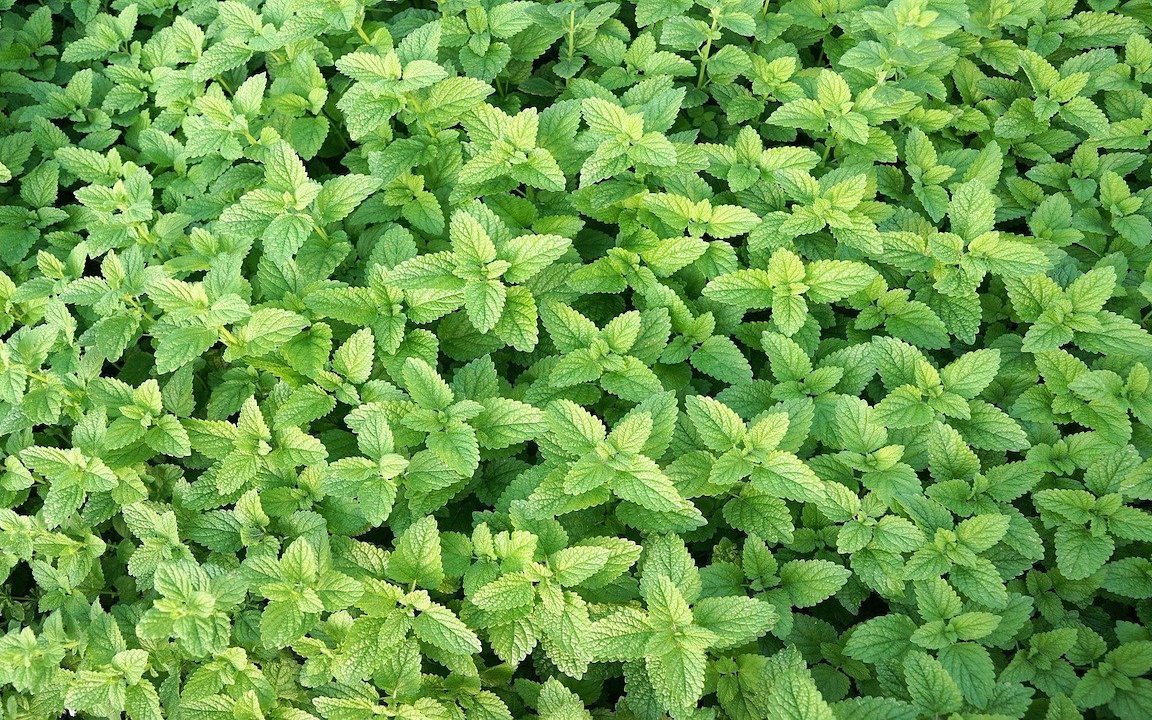 Drying & preserving mint leaves: useful tips - Plantura