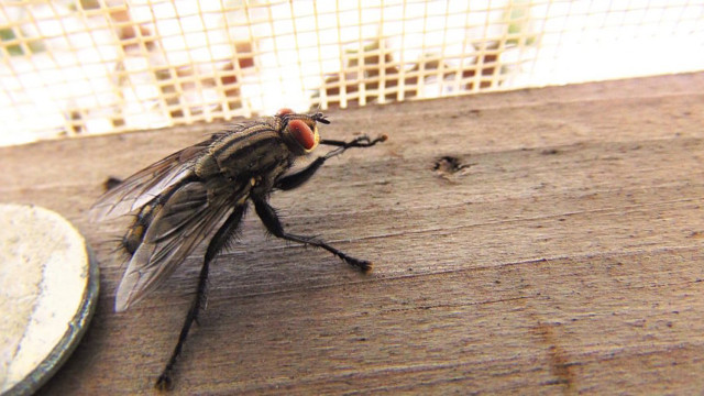Home remedies for flies get rid of flies and keep them away