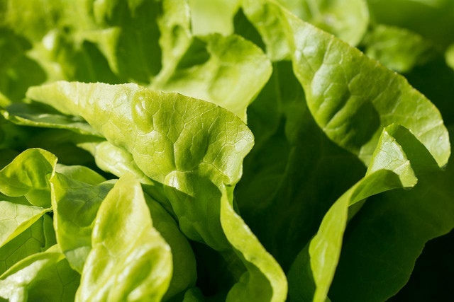 Enjoy some healthy lettuce wraps as part of a delicious vegan meal. 
