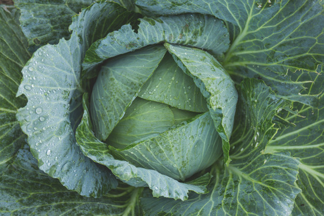Cabbage is a very hardy winter vegetable and will take on the cold easily.