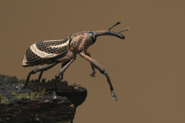 insect-identification-app-has-over-1000-species-o-cc0-pixabay-tieubaotruong-220322_download Insect Identification App has over 1,000 species of bugs cataloged in its database.
