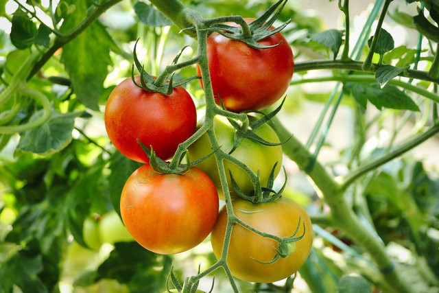 Maintain tomato plants by following these watering tips.