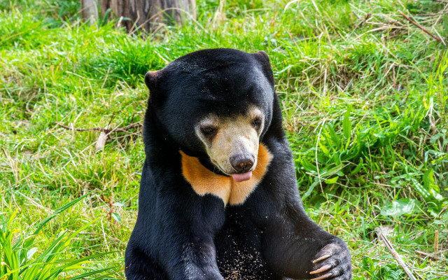 Sun bears are endangered, and their population is unknown.