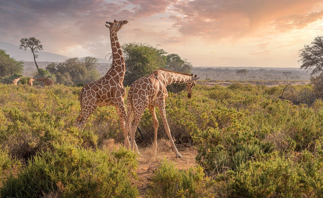 There is no widespread consensus on how many species and subspecies of giraffes there are — but experts agree that most of them are endangered.