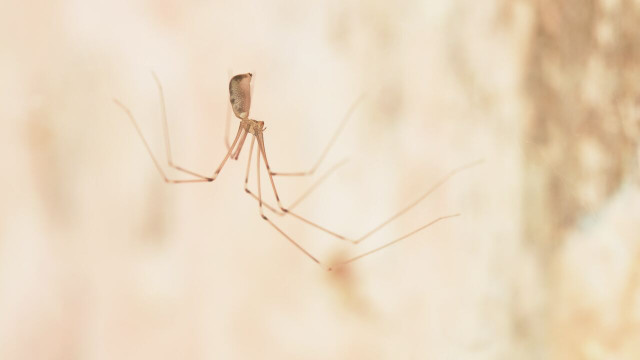 Cellar spiders are often called "daddy longlegs".