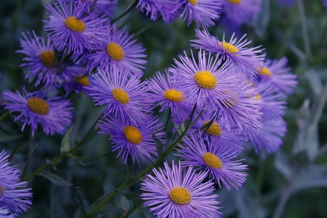 There are around 23,000 species in the daisy family.
