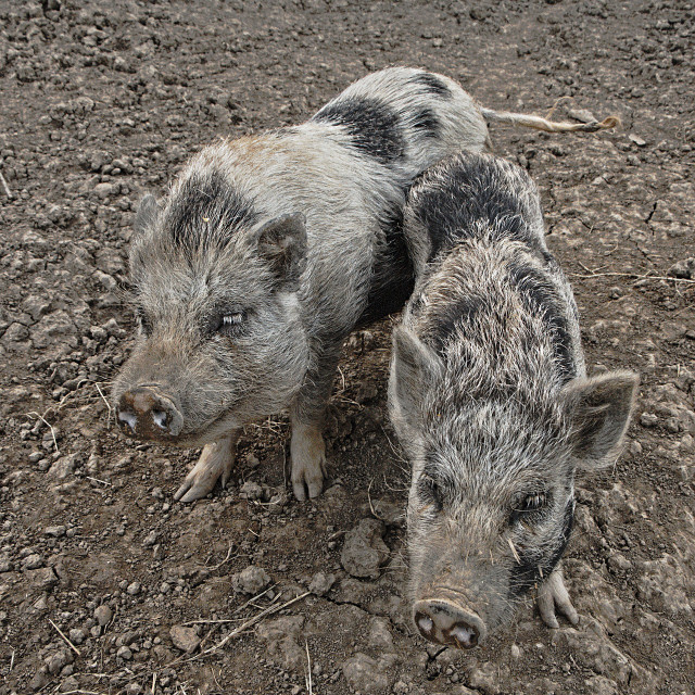 Dwarf pigs may be cute, but they have a sad history.