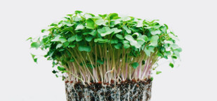 what are microgreens
