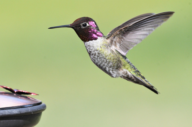 The key to making the perfect hummingbird nectar is maintaining the right sugar-to-water ratio.