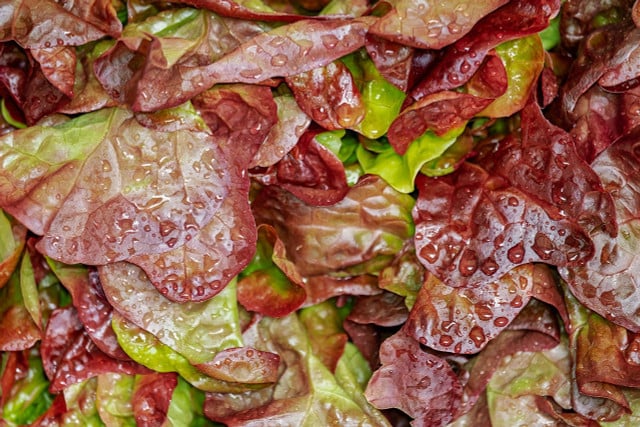 Use red leaf lettuce in this salad for color and texture.