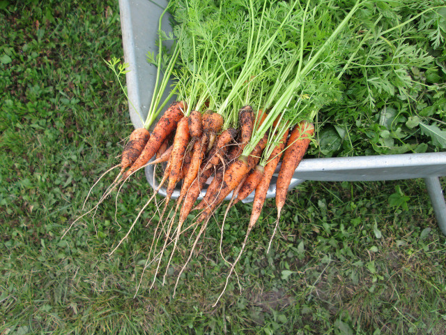 Carrots are another vegetable that may seem like it needs abundant space to grow, but can still thrive well in a pot when taken care of. 