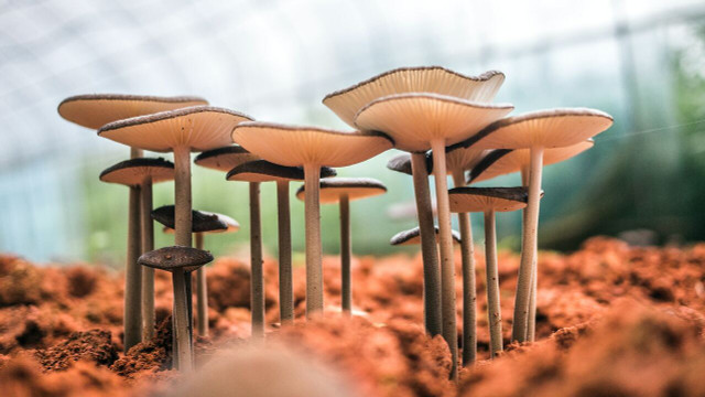 Mushrooms could help reduce the enormous plastic problem humanity has caused.