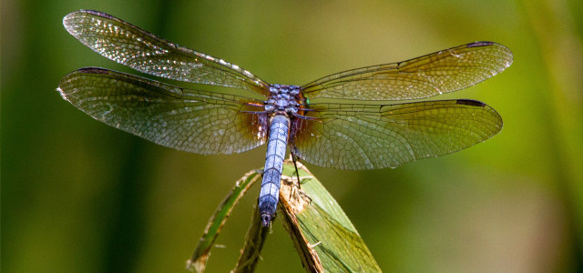 How to attract dragonflies to your garden