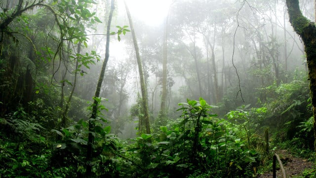 save the rainforest