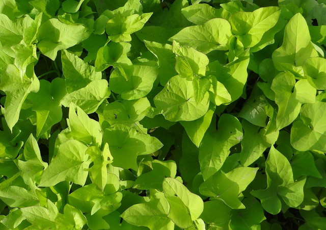 Sweet potato vine comes in a variety of colors from bright green to deep purple.