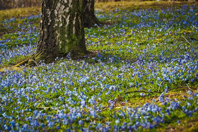 Wildflowers thrive in coppiced woodlands.