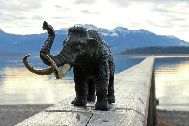 The revival of woolly mammoths is an exciting but difficult task.